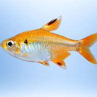 Albino Pristella / Golden X-Ray Tetra (Pristella maxillaris) — Albino Pristella side profile aquarium visual - view 3