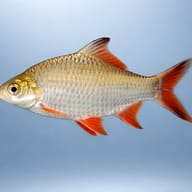 Albino Tinfoil Barb side profile with pale body and red fins — representative image - view 3