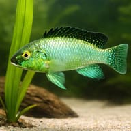 Alcolapia alcalicus 5 — close view showing fin and scale detail — representative image - view 4