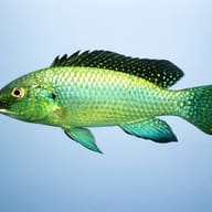 Alcolapia alcalicus 5 — side profile on a plain background — representative image - view 3