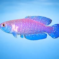 Alexandri's Pearl Fish side profile showing blue body and pale spotting — representative image - view 3