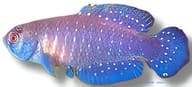 Alexandri's Pearl Fish, Matilebias alexandri - view 5