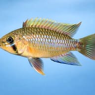 Algodon Dwarf Cichlid — side profile on a plain background — representative image - view 3