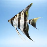Side view of Peruvian Altum Angelfish trade form — representative image - view 3