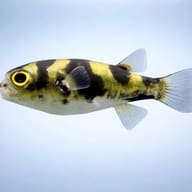 Amazon Puffer — side profile on a plain background — representative image - view 3