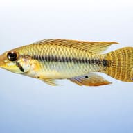 Amazon yellow dwarf cichlid — side profile on a plain background — representative image - view 3