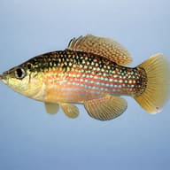 American Flagfish (Jordanella floridae) side profile showing spangled male colour — representative image - view 3