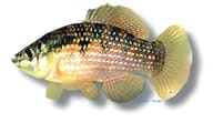 American Flagfish, Jordanella floridae - view 5