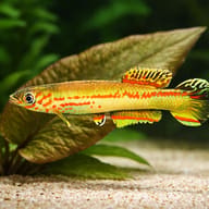 Amiet's Killie (Aphyosemion amieti) — close view showing fin and scale detail — representative image - view 4