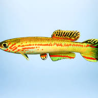 Amiet's Killie (Aphyosemion amieti) — side profile on a plain background — representative image - view 3