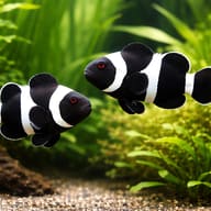 Black Ocellaris Clownfish Amphiprion ocellaris in a marine aquarium — pair in a planted aquarium — representative image - view 2