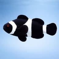Black Ocellaris Clownfish Amphiprion ocellaris in a marine aquarium — side profile on a plain background - view 3