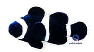 Black Ocellaris Clownfish Amphiprion ocellaris in a marine aquarium - view 5