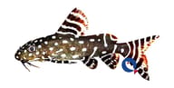Angel Squeaker (Synodontis angelicus) verified - view 5