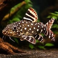 Angel Squeaker (Synodontis angelicus) resting near driftwood in a large aquarium — representative image - view 1