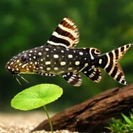 Angel Squeaker (Synodontis angelicus) scale and fin detail beside aquarium plants — representative image - view 4