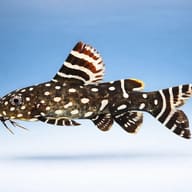 Angel Squeaker (Synodontis angelicus) side view with pale spots and long barbels — representative image - view 3