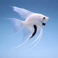 Dalmatian Angelfish Tall Tank — Side view of Dalmatian Angelfish Pterophyllum scalare — representative image - view 3