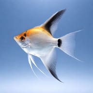 Side view of a Ghost Angelfish (Pterophyllum scalare) showing reduced body bars — representative image - view 3