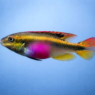 Side view of Kribensis Pelvicachromis pulcher — representative image - view 3