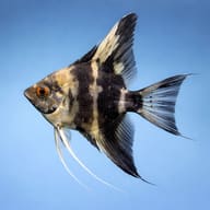 Smoke Angelfish Tall Tank — Side view of Smoke Angelfish domestic Pterophyllum scalare — representative image - view 3