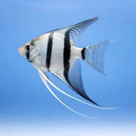 Banded silver Mixed Medium Angelfish against a plain blue background - view 3