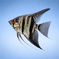 Zebra Smoke Angelfish (Pterophyllum scalare) side profile showing zebra bars and smoke pattern — representative image - view 3