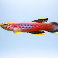Aphyosemion celiae celiae Teke killifish in a covered planted aquarium - side profile view — representative image - view 3