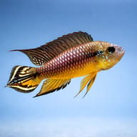 Apistogramma agassizii Alenquer Red Tail side profile — representative image - view 3