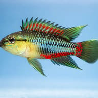 Red Hongsloi Dwarf Cichlid (Apistogramma hongsloi) side profile — representative image - view 3