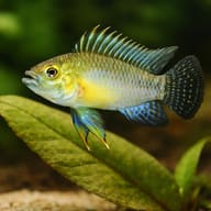 Jurua Dwarf Cichlid (Apistogramma juruensis) in a planted dwarf-cichlid aquarium — close view showing fin and scale detail - view 4