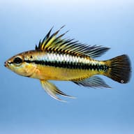 Trifasciata Dwarf Cichlid red side profile on a plain background — representative image - view 3