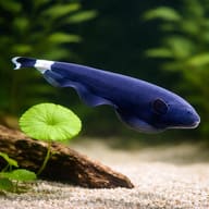 Black Ghost Knifefish (Apteronotus albifrons) showing white tail markings — representative image - view 4
