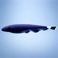Black Ghost Knifefish (Apteronotus albifrons) side profile — representative image - view 3