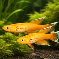 Apyosemion australe gold 3 — pair in a planted aquarium — representative image - view 2