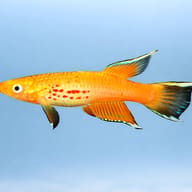 Apyosemion australe gold 3 — side profile on a plain background — representative image - view 3