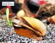 Aquarium mussel image from Aqua-Tropica Muschel-VITAL official media E005 - view 4