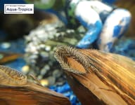 Filter-feeding mussels shown in Aqua-Tropica Muschel-VITAL official media E005 - view 5