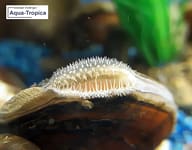 Freshwater aquarium mussel feeding context for Aqua-Tropica Muschel-VITAL E005 - view 3