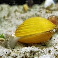 Yellow freshwater mussel official Aqua-Tropica Muschel-VITAL media E005 - view 6