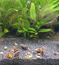 Assassin snails on aquarium substrate for Raubschnecken-VITAL feeding context - view 6