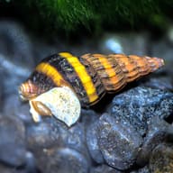 Close-up Anentome helena assassin snail for Aqua-Tropica Raubschnecken-VITAL - view 7