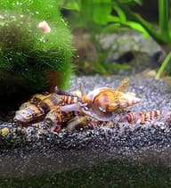 Assassin snails in aquarium with Aqua-Tropica Raubschnecken-VITAL feed - view 5