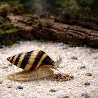 Assassin snail feeding on Aqua-Tropica Raubschnecken-VITAL granules - view 3