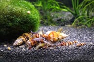Assassin snail group feeding view for Aqua-Tropica Raubschnecken-VITAL - view 8