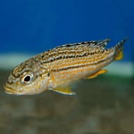 Dwarf Golden Mbuna (Melanochromis auratus) - view 5