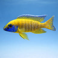 Aulonocara baenschi benga side profile on a plain background - view 3