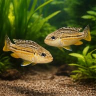 Dwarf Golden Mbuna (Melanochromis auratus) planted pair visual - view 2