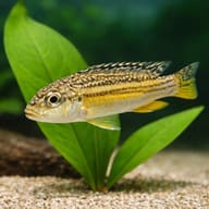 Dwarf Golden Mbuna (Melanochromis auratus) and plant visual - view 4