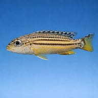 Dwarf Golden Mbuna (Melanochromis auratus) profile visual - view 3